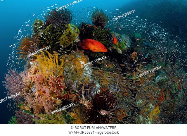 Colorful Coral Reef, Cannibal Rock, Rinca, Indonesia