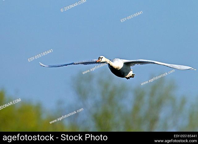 Hoeckerschwaene sind Bodenbrueter - (Foto Hoeckerschwan im Flug) / Mute Swan breeds on the ground - (Photo Mute Swan in flight) / Cygnus olor