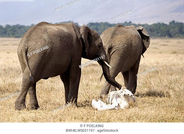 African elephant Loxodonta africana, Elephant touches skull of dead elephant, Kenya