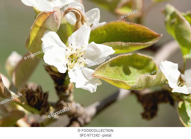 Pear blossom on the tree