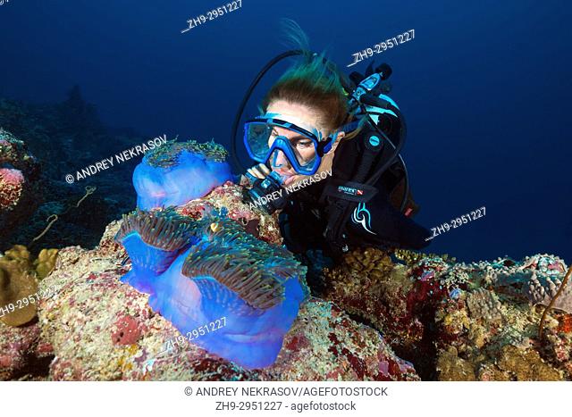 Female scuba diver looking on Maldive anemonefish (Amphiprion nigripes) swim near pink anemone