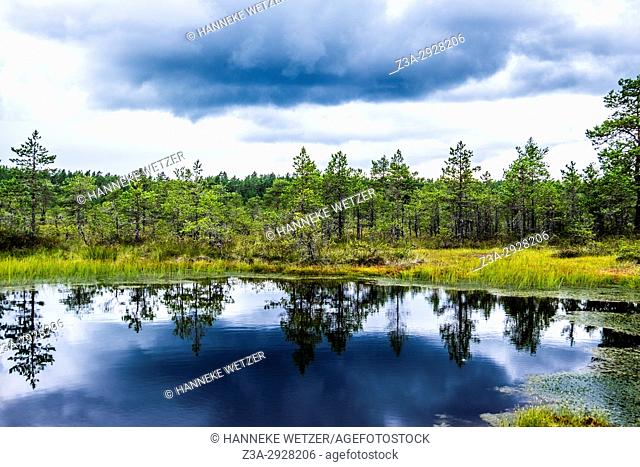 The Viru Bog in Lahemaa National Park, Estonia