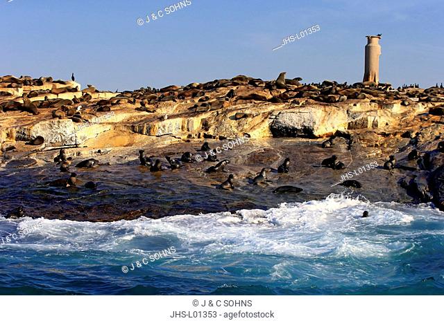 Seal Island, Seal Colony, Western Cape, South Africa, Africa