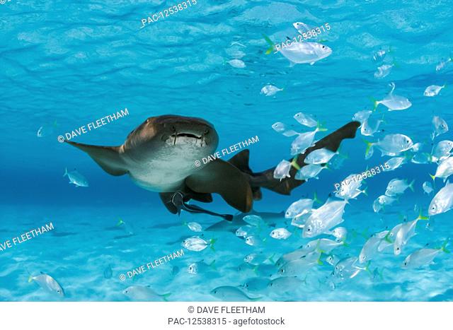 Nurse shark (Ginglymostoma cirratum) with a school of juvenile jacks; Bahamas