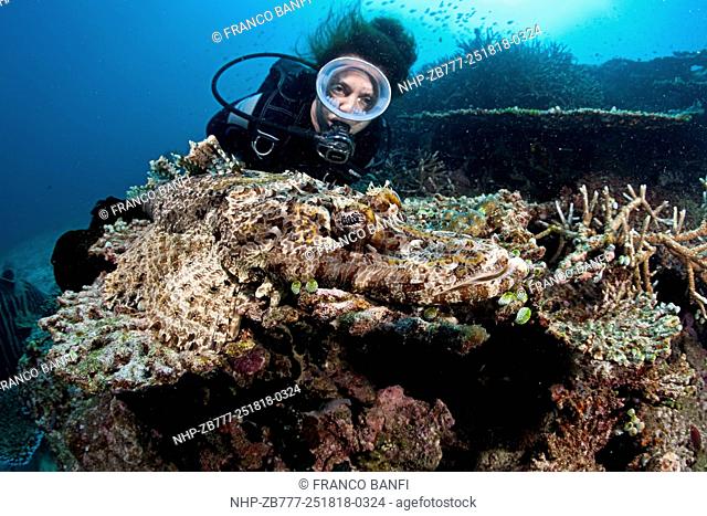 Scuba diver and crocodile fish, Cymbacephalus beauforti, Halmahera, Moluccas Sea, Indonesia, Pacific Ocean
