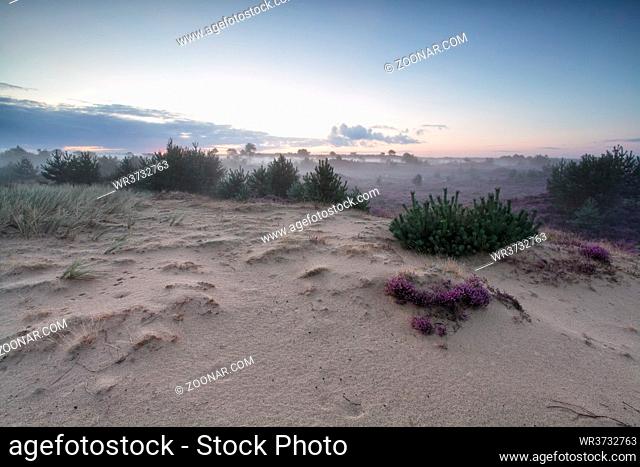 sand dune and flowering heather in summer morning