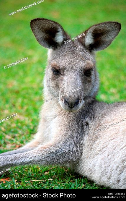 Eastern grey kangaroo is a marsupial mammal (Macropus giganteus) with big ears and fluffy grey brown fur