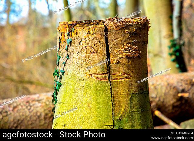 Tree stump in the forest with face