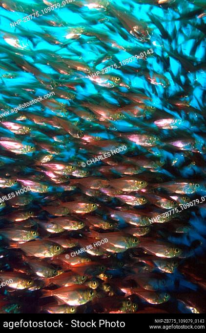 Glassfish  Date: 26/04/2001 Ref: ZB775-109079-0143  COMPULSORY CREDIT: Oceans Image/Photoshot