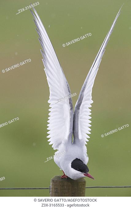 Arctic Tern (Sterna paradisaea), adult stretching
