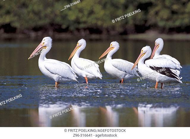 American White Pelican (Pelecanus erythrorhynchos). Sanibel Island, Florida. USA