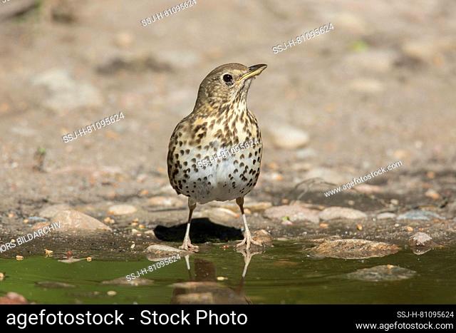 Song Thrush (Turdus philomenos). Adult standing at waters edge. Germany