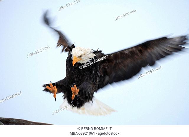white-headed eagle, Haliaeetus leucocephalus, descent, Wildlife, wildlife, animals, wild animals, bird, bird of prey, robbery-bird, eagles, sea-eagles