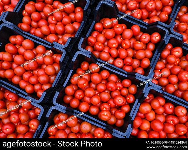 30 April 2021, Brandenburg, Manschnow: Freshly harvested tomatoes lie in boxes in a greenhouse. Photo: Patrick Pleul/dpa-Zentralbild/ZB