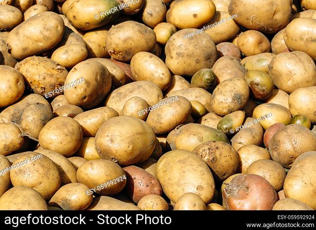Fresh Organic Young Raw Brown Potatoes On Local Agricultural Vegetable Market