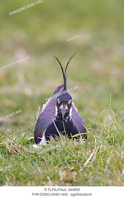 Northern Lapwing Vanellus vanellus adult male, sitting on nest, incubating eggs, Suffolk, England, april