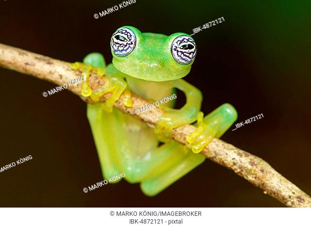 Glass frog (Sachatamia ilex) hangs on branch, Costa Rica