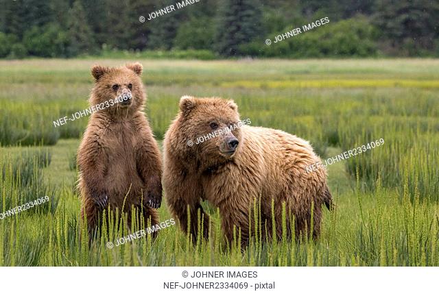 Bears on meadow