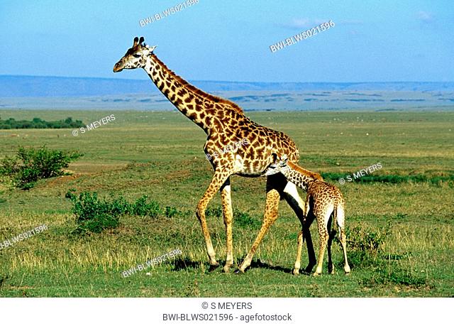 Masai giraffe Giraffa camelopardalis tippelskirchi, giraffe and calf, Kenya, Masai Mara National Reserve, Nov 01