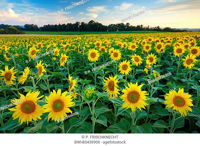 common sunflower (Helianthus annuus), sunflower field in morning light, Switzerland