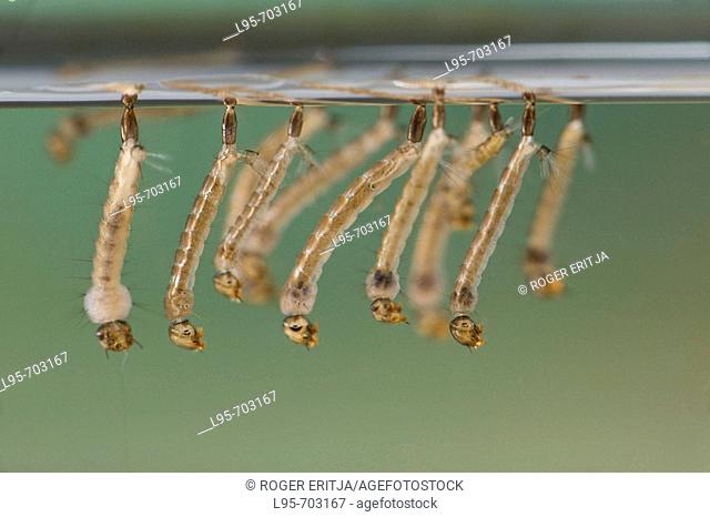 Larvae of the Tiger mosquito, Aedes albopictus, Spain