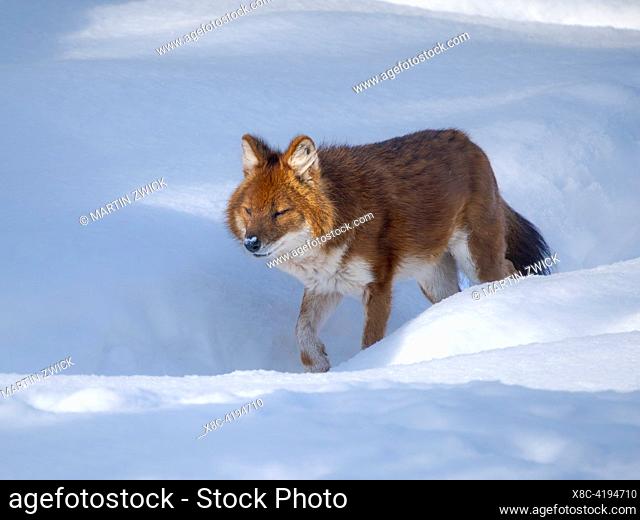 Dhole (Cuon alpinus), syn. asian wild dog, asiatic wild dog, red wolf, moutain wolf, whistling dog, during winter, enclosure
