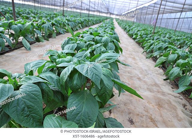 Organic pepper farm  Peppers are cultivated insdie a hothouse to keep them moist and cool  Photographed at Paran in the Aravah desert, Israel