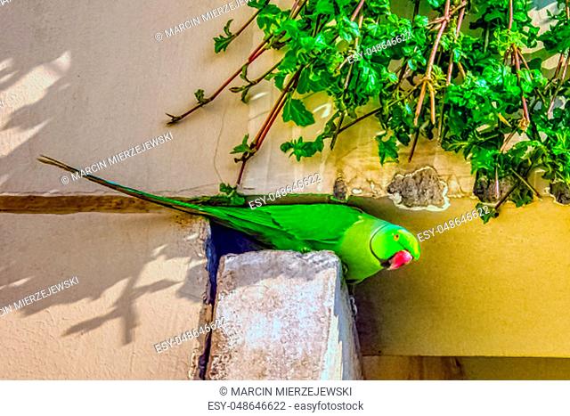 Indian rose-ringed parakeet (Psittacula krameri manillensis), also known as the ring-necked parakeet - New Delhi, India