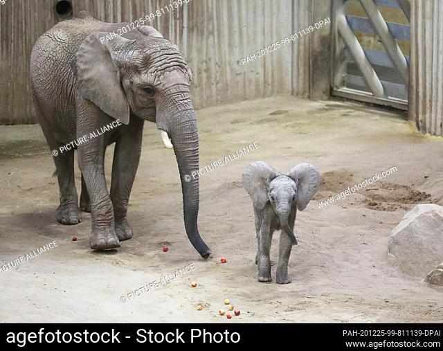 25 December 2020, Thuringia, Erfurt: Elephant cow Chupa walks through the elephant enclosure at Zoopark with her offspring Ayoka on her 17th birthday