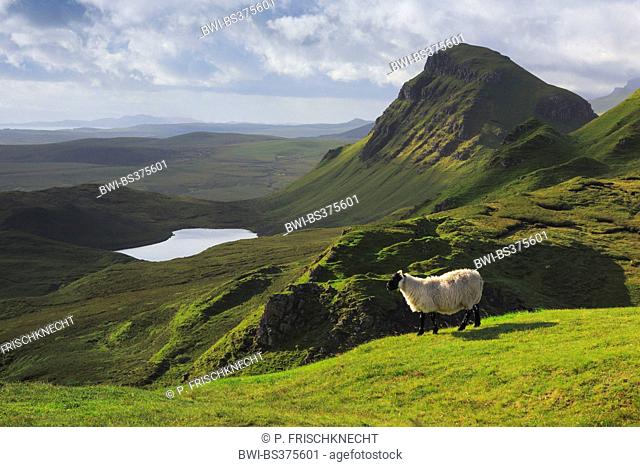 domestic sheep (Ovis ammon f. aries), Trotternish, The Quaraig, United Kingdom, Scotland, Isle Of Skye