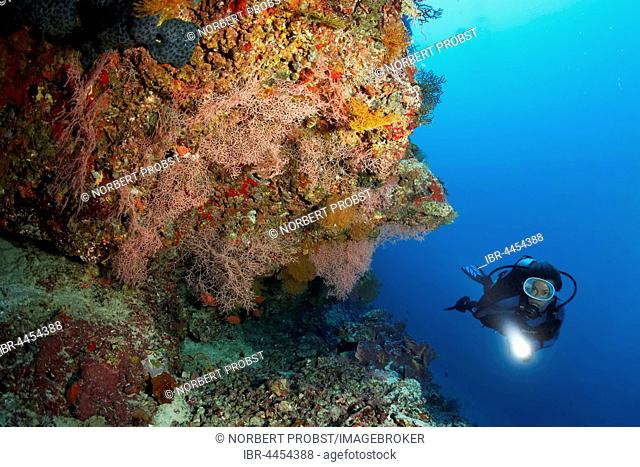 Diver viewing coral reef with sea fans (Melithaeidae) and sea squirts (Chordata), Lhaviyani Atoll, Maldives