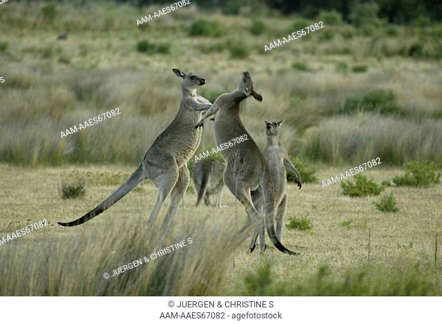 Eastern Grey Kangaroos boxing, (Macropus giganteus), Australia
