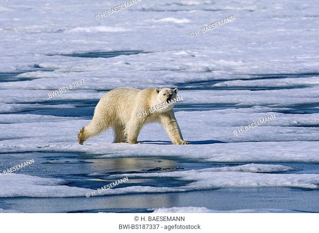 polar bear (Ursus maritimus), individual on ice floes at the Hornsund, Norway, Svalbard, Hornsund