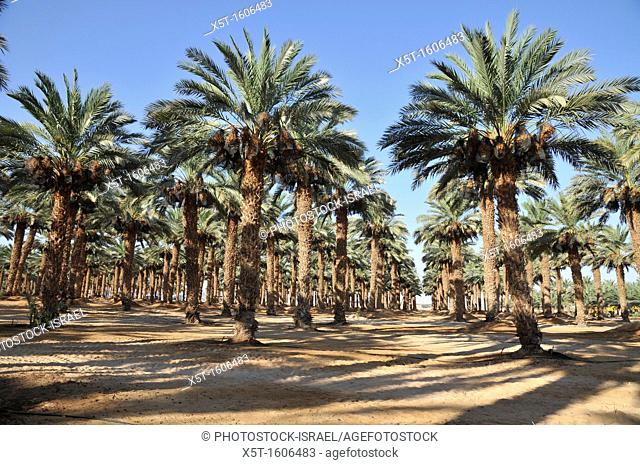 Desert agriculture  Date palm tree plantation  photographed in Israel, Aravah, Paran