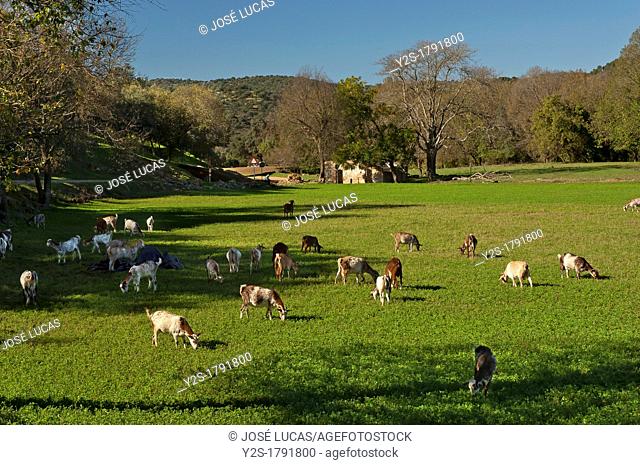 Sierra Norte de Sevilla Natural Park, Goats in the field, San Nicolas del Puerto, Seville-province, Spain