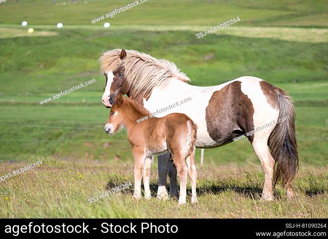 Icelandic Horse. Pinto mare with chestnut foal standing on a pasture. Iceland