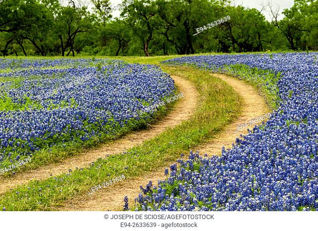 Dirt road cutting through a field of bluebonnet wildflowers at the Muleshoe recreation area in Texas in the spring