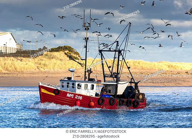 Small montrose fishing trawler returning with morning catch surrounded by seagulls