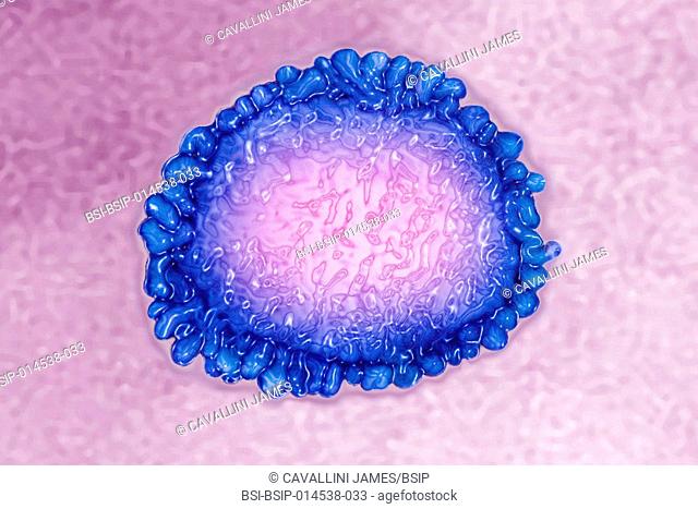 Human coronavirus. Human coronavirus causes respiratory infections and gastroenteritis. Image produced using high-dynamic-range imaging (HDRI) from an image...