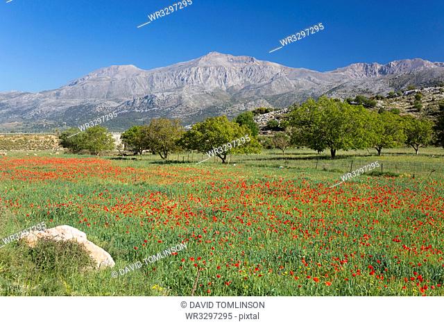 View across field of wild poppies to Mount Dikti, near Tzermiado, Lasithi Plateau, Lasithi (Lassithi), Crete, Greek Islands, Greece, Europe
