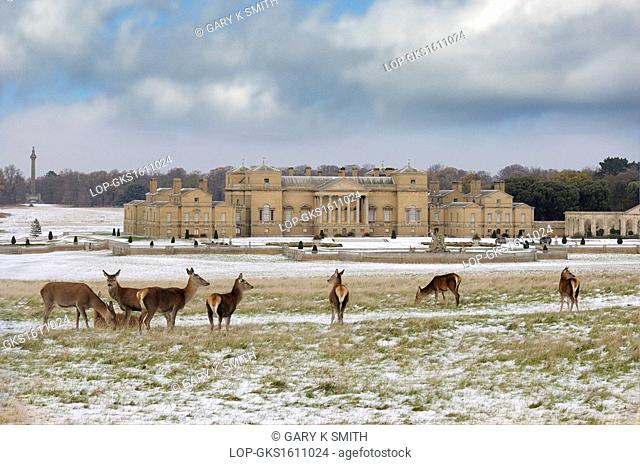 England, Norfolk, Holkham. Holkham Hall and estate after a snowfall, with deer in foreground