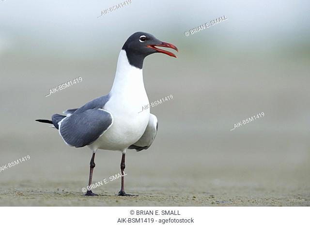 Adult Laughing Gull (Larus atricilla) in breeding plumage in Galveston County, Texas, USA. Standing on the beach