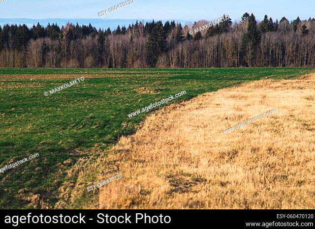 Wide field landscape. meadow with forest on the horizon