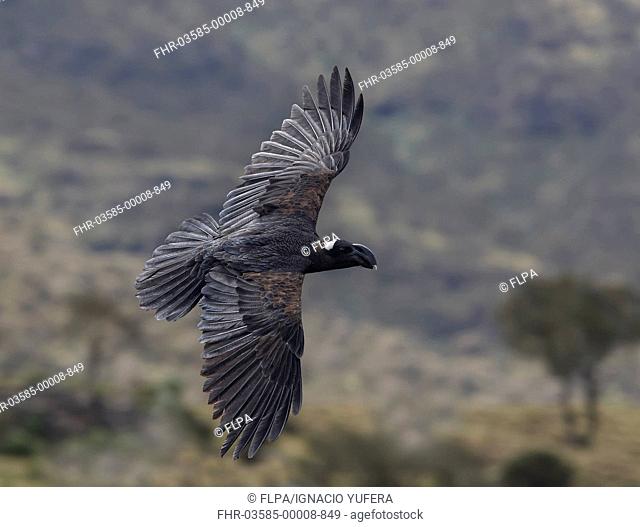 Thick-billed Raven Corvus crassirostris adult, in flight, Simien Mountains, Ethiopia
