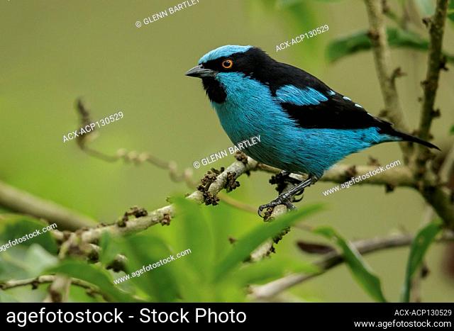 Turquoise Dacnis (Dacnis hartlaubi) perched on a branch in the Andes mountains in Colombia