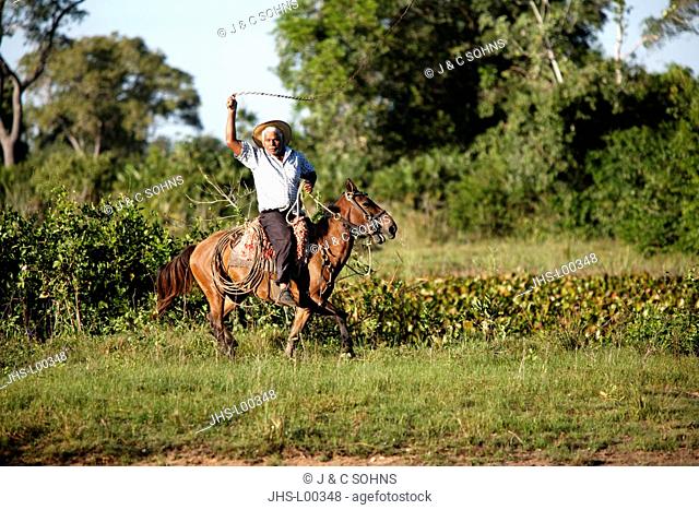 Pantanal Cowboy, Pantaneiro, Horse, Pantaneiro Horse, Pantanal, Brazil, riding