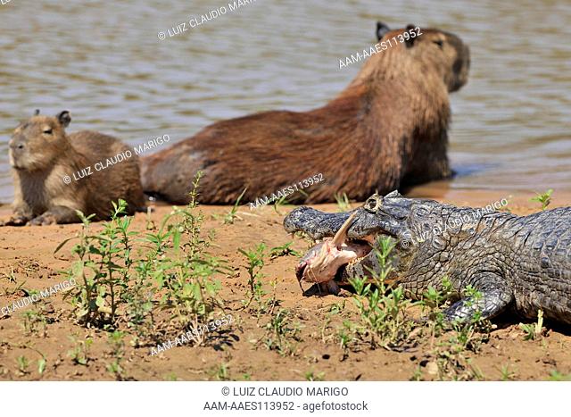 Spectacled Caiman (Caiman yacare) eating a fish, in the Piquiri River, Pantanal of Mato Grosso, Mato Grosso State, Western Brazil