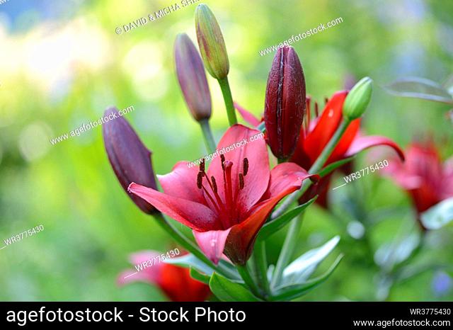 Lily blossom, close-up
