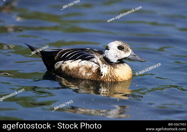 Steller's Eider (Polysticta stelleri) Duck Drake in Eclipse plumage, Spring