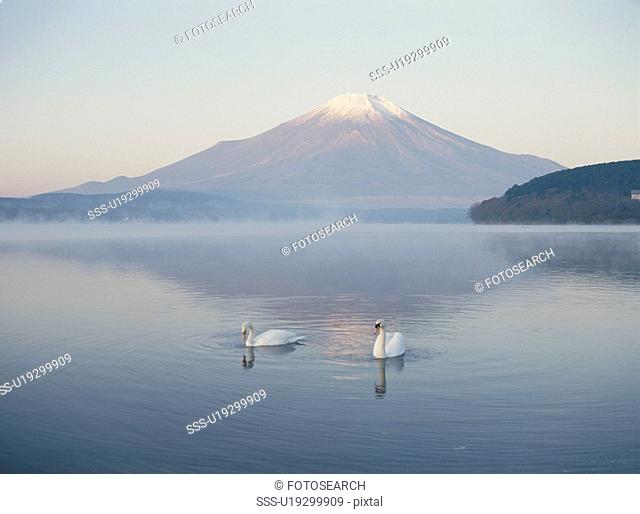 A Swan And Mt. Fuji In Yamanashi Prefecture